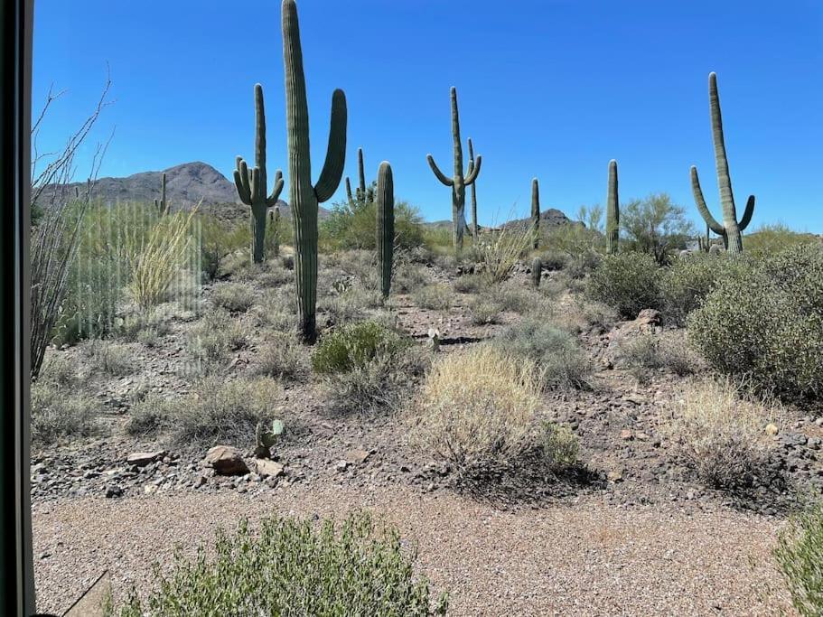 Tucson Mnt Foothills Saguaro Bliss Villa Buitenkant foto
